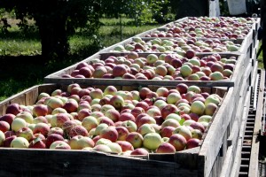 bins of vermont apples ready for market