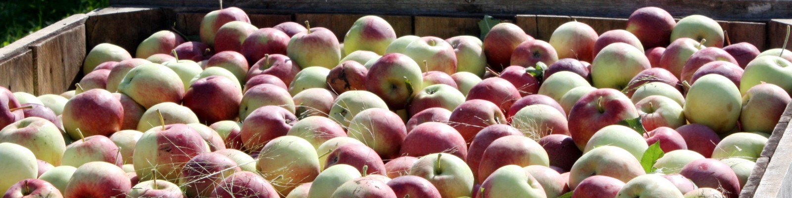 close-up of vermont apples in a bin, ready for market