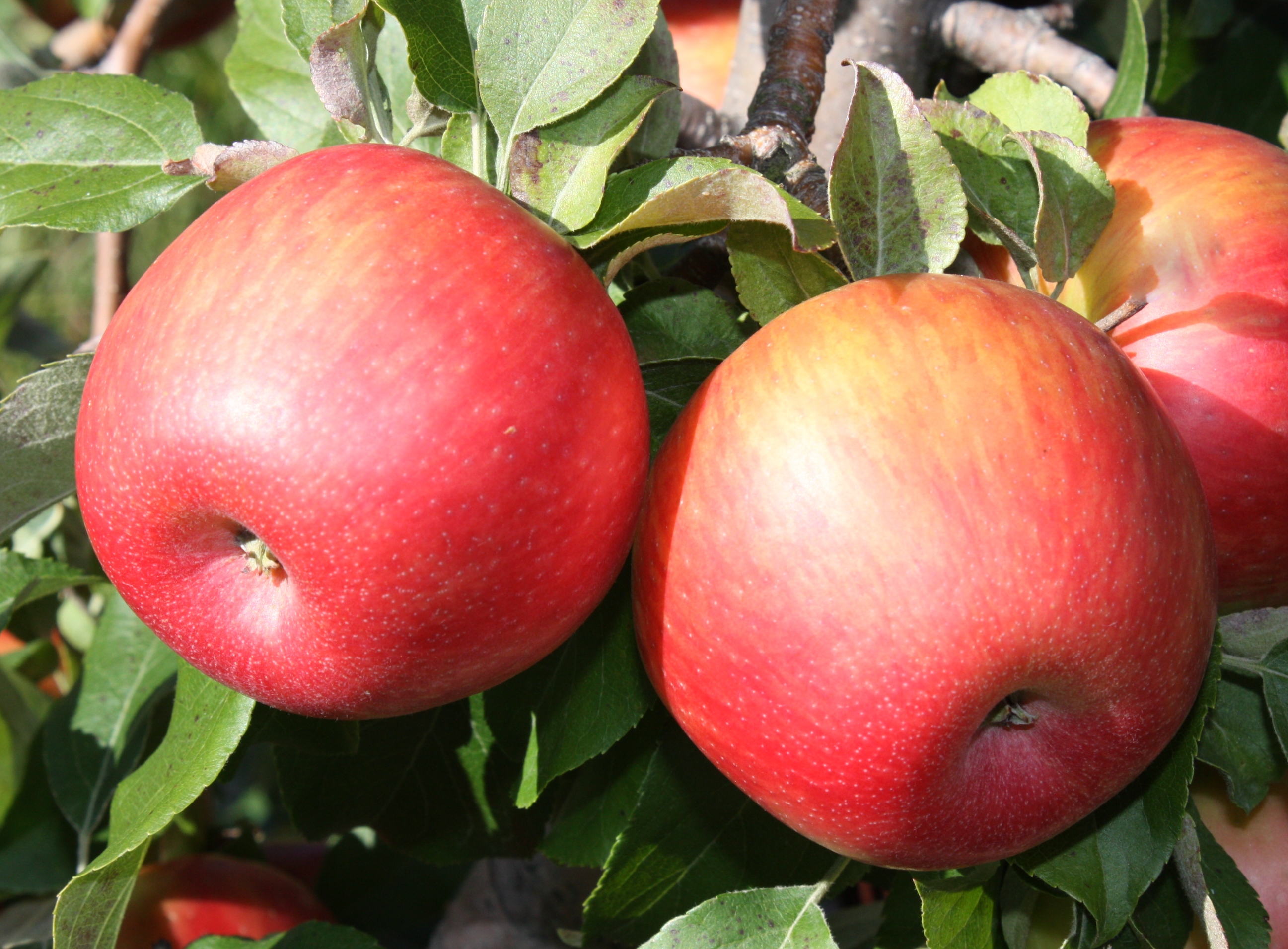 Vermont Apple Photos | Vermont Tree Fruit Growers Association
