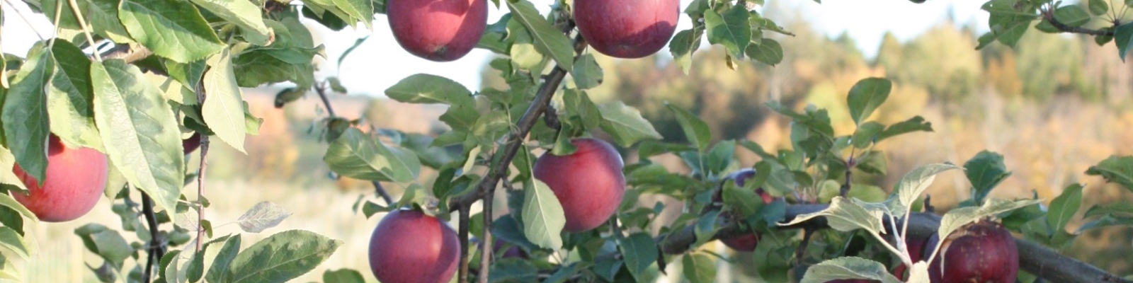 Fresh Vermont apples on the tree, ready for picking.